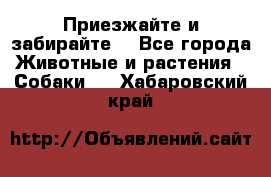 Приезжайте и забирайте. - Все города Животные и растения » Собаки   . Хабаровский край